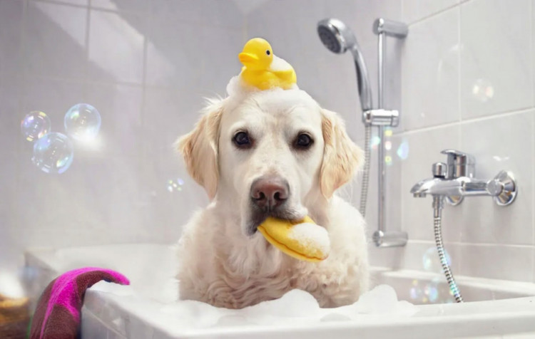 Dctr.Go Шампунь-бальзам для животных Sнampoo Therapy "Мультиуход" 1000 ml в Оренбурге